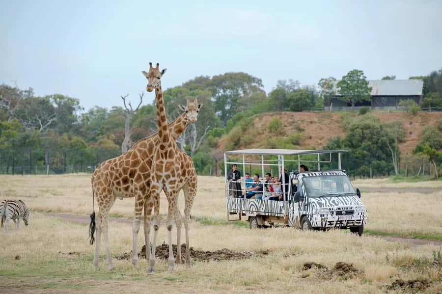 Werribee Open Range Zoo: Entry Ticket - Why Werribee feels like Africa without the long-haul stress