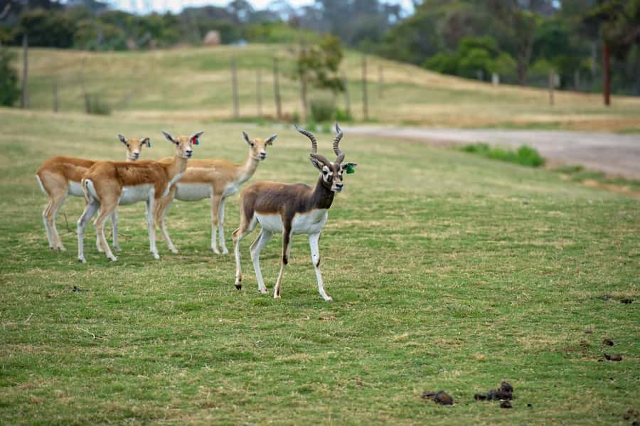 Werribee Open Range Zoo: Entry Ticket - The open-range safari: where giraffes, zebras, and rhinos steal the day