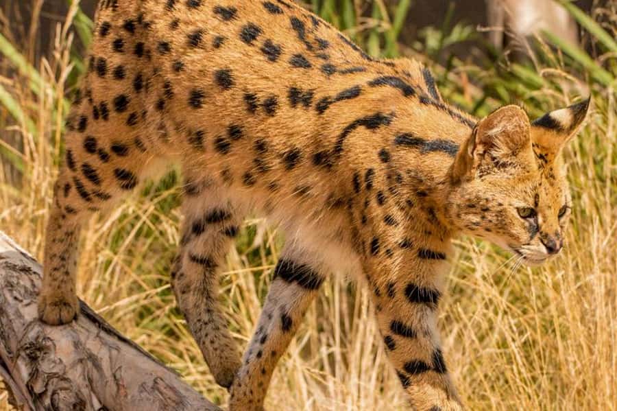 Werribee Open Range Zoo: Entry Ticket - Lions, gorillas, and hippos: the exhibits you’ll remember
