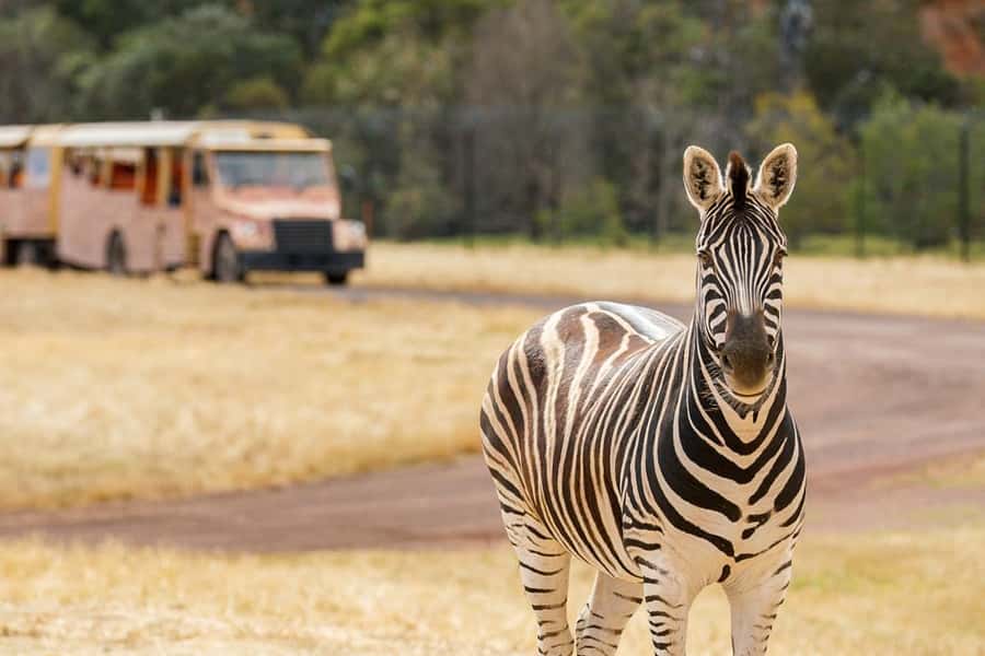 Werribee Open Range Zoo: Entry Ticket - The Australian Journey walk: a smart change of pace