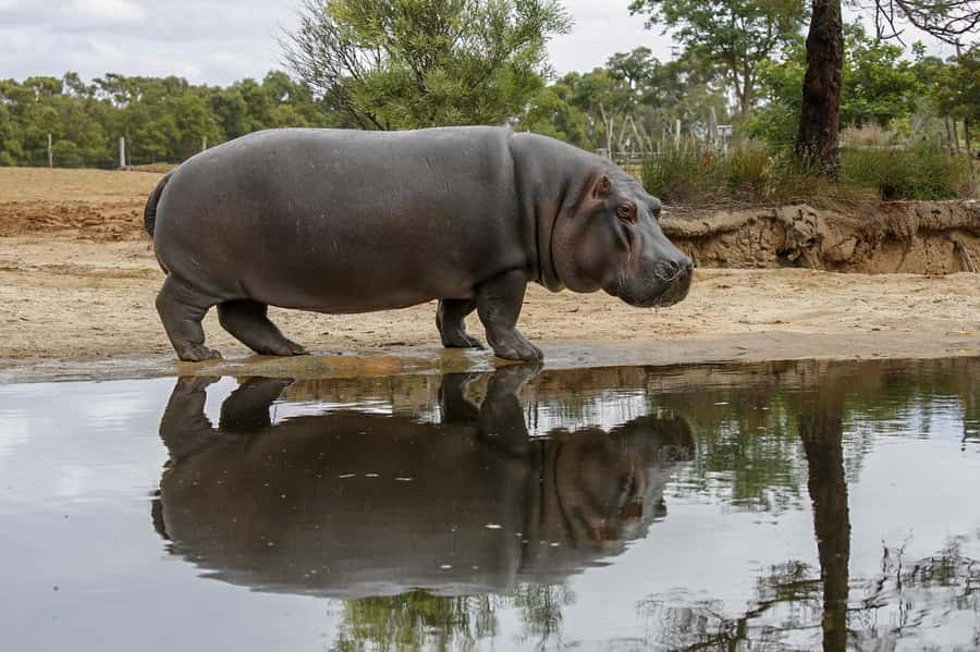 Werribee Open Range Zoo: Entry Ticket - Keeper talks: short learning stops that make sightings make sense