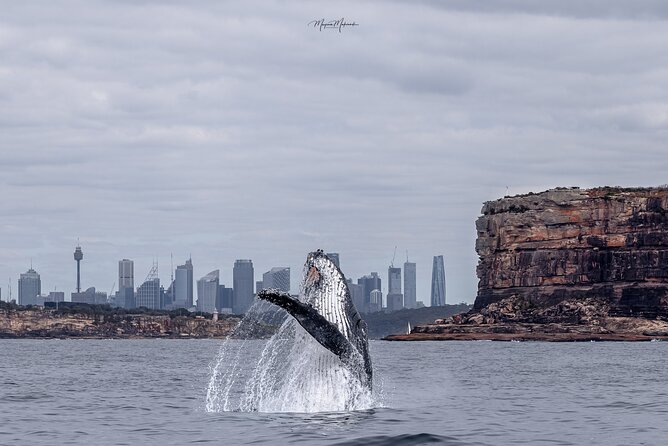 Whale Watching Boat Trip in Sydney - Key highlights worth planning for