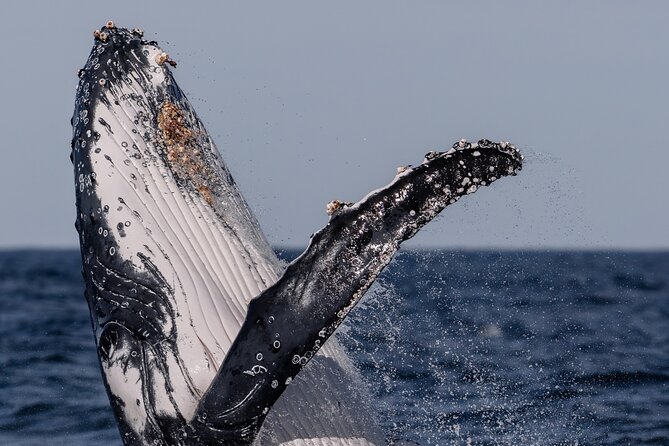 Whale Watching Boat Trip in Sydney - The whale sighting guarantee: peace of mind, not a fake promise