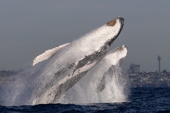 Whale Watching Boat Trip in Sydney - Live commentary that helps you spot whales faster