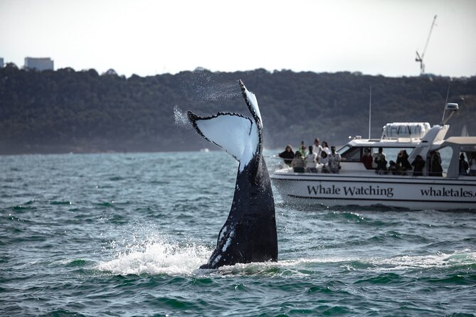 Whale Watching Boat Trip in Sydney - Photo moments and the small-boat advantage