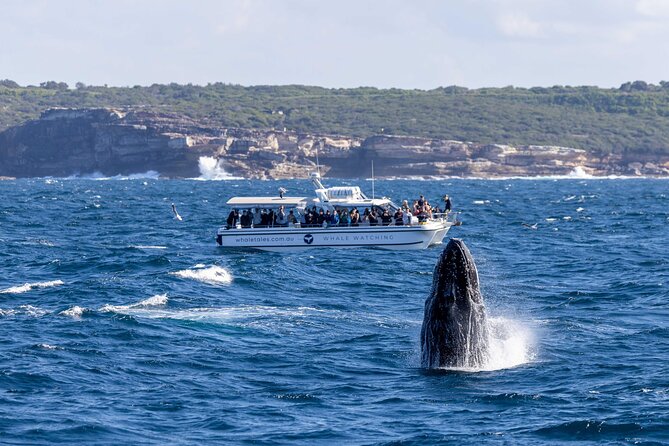 Whale Watching Boat Trip in Sydney - Weather, spray, and motion sickness: pack like you mean it