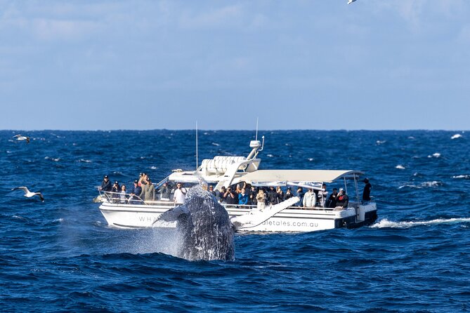 Whale Watching Boat Trip in Sydney - Duration and what you actually do for 2.5 hours