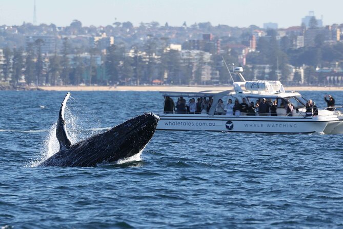 Whale Watching Boat Trip in Sydney - Out past the Heads: how humpback searching really works
