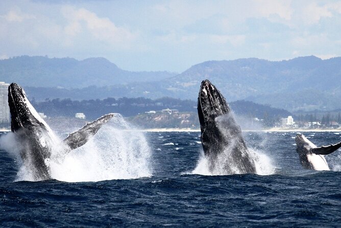 Whale Watching Tour with Spirit of Gold Coast - The 24m super catamaran: your best view choices from both decks