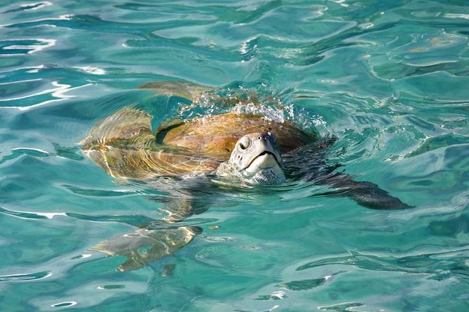 Whitsundays Guided Jet Ski Tour - Price and Value: What $92.88 Really Buys You
