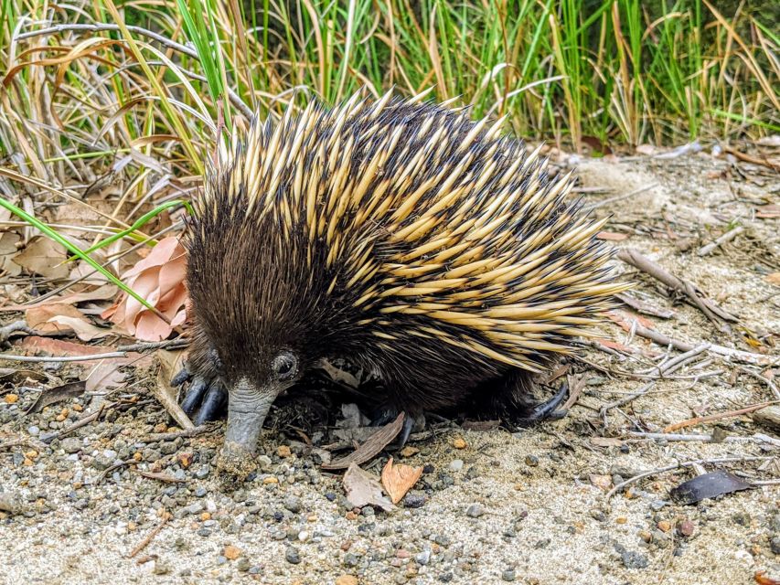 WILD Wombats and Kangaroo Experience, All Inclusive, Sydney - The Hidden Dinner Spot and the Sunset Window That Matters