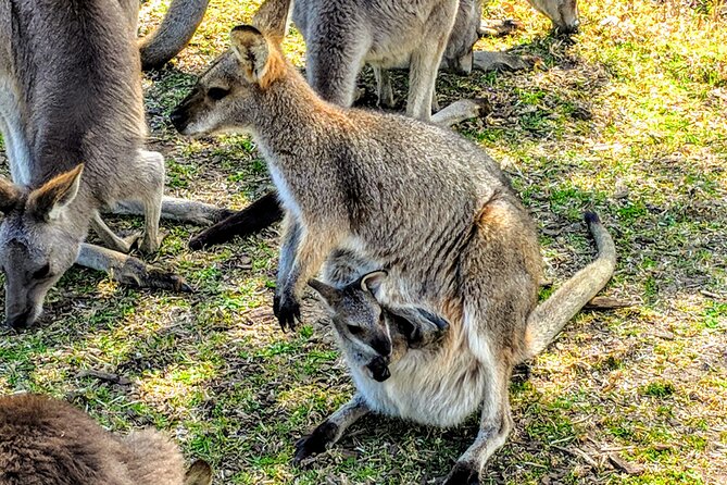 Wildlife, Waterfalls and Wine Day Tour from Sydney - Is it worth $268.97 per person?