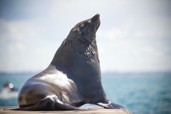 1.5hour Scenic and Wildlife luxury cruise - Coastal sightseeing between Sorrento and Portsea: cliffs, boatsheds, and views