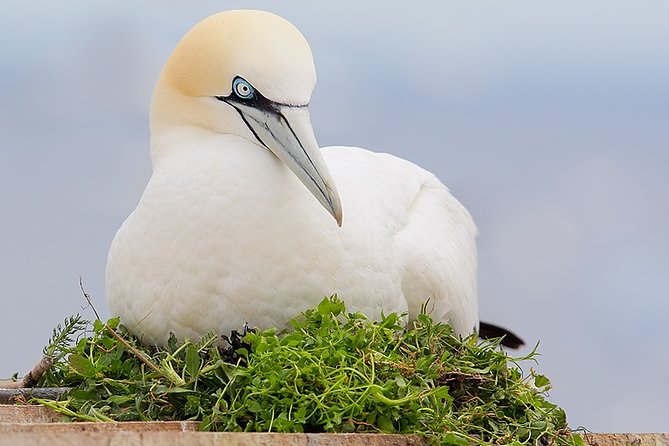 1.5hour Scenic and Wildlife luxury cruise - Price and inclusions: is it really “luxury” for $53.79?