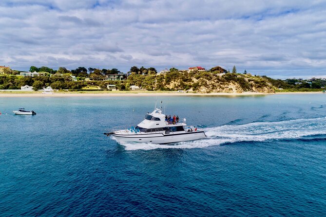 1.5hour Scenic and Wildlife luxury cruise - Wildlife spotting that actually helps: seals, gannets and dolphins