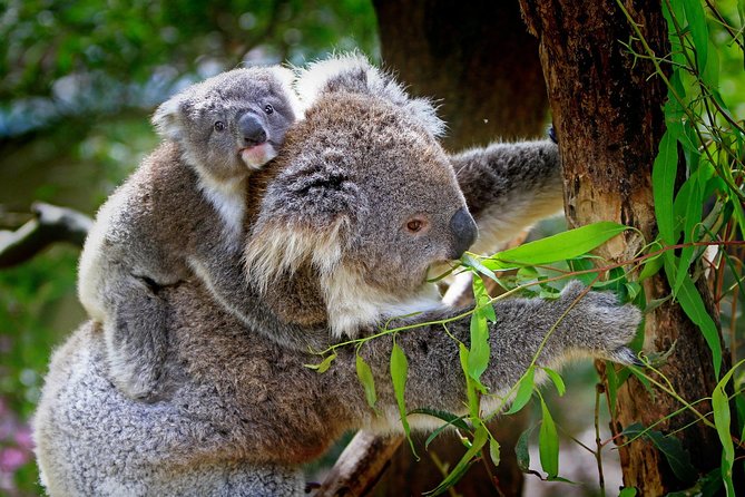 1 Day Exclusively Private Tour Of Phillip Island & The Penguin Parade - Food, comfort, and timing: the stuff that makes the day painless