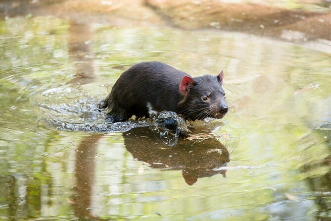 1 day Puffing Billy Steam Train and Wildlife Tour from Melbourne - Healesville Sanctuary: where the wildlife is the point