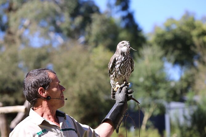 1 day Puffing Billy Steam Train and Wildlife Tour from Melbourne - Weather and comfort: how to avoid a miserable rain day