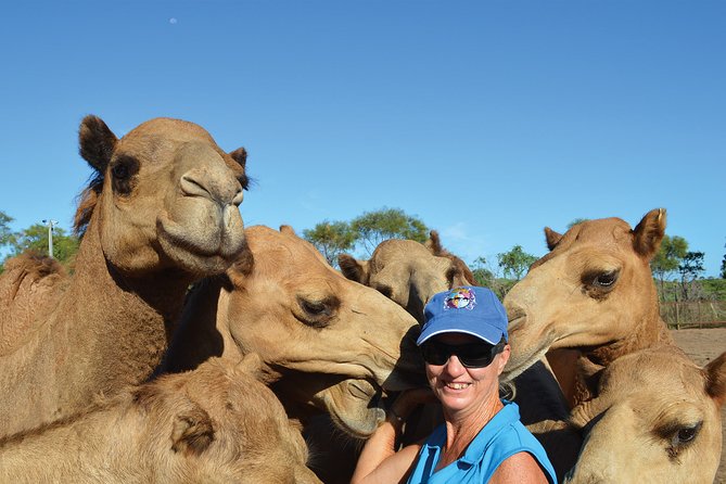 1 Hour Broome Sunset Camel Tour - What you learn about camels in Australia during the ride
