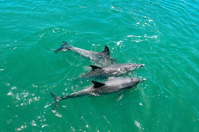 1 Hour Deluxe Scenic Dolphin Cruise - Price and timing: what $27.26 buys you in Mandurah