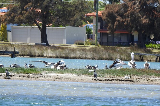 1 Hour Deluxe Scenic Dolphin Cruise - Meeting at 13B Dolphin Dr: easy access, low stress start
