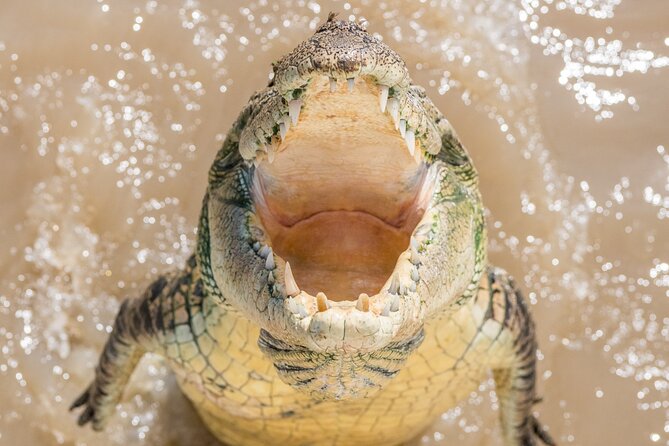 1 Hour Jumping Crocodile Cruise on the Adelaide River - What’s included (and why it adds up)