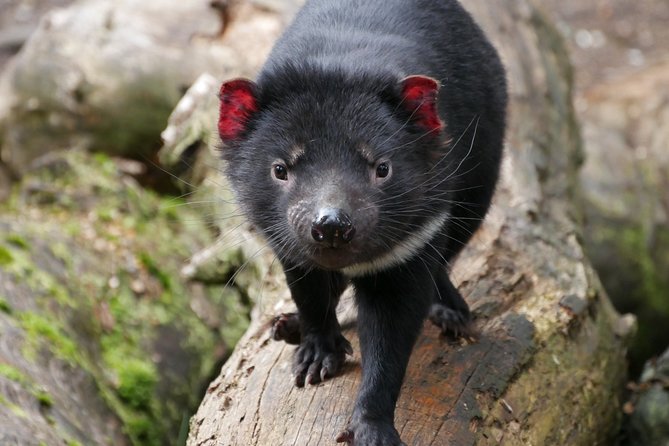 1-Hour Tasmanian Devil Feeding Day Tour at Cradle Mountain - Key things to know before you go