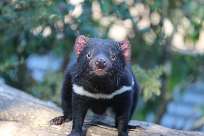 1-Hour Tasmanian Devil Feeding Day Tour at Cradle Mountain - Your 1-hour Devils@Cradle experience: what you’ll actually do