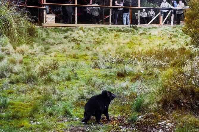 1-Hour Tasmanian Devil Feeding Day Tour at Cradle Mountain - Beyond the devils: what else you’ll see in the sanctuary
