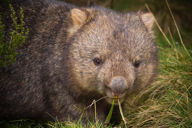 1-Hour Tasmanian Devil Feeding Day Tour at Cradle Mountain - Weather-proofing your day at Cradle Mountain