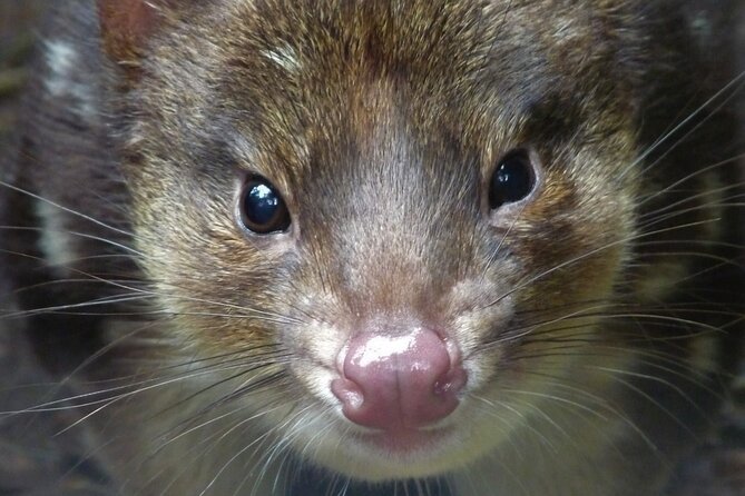 1-Hour Tasmanian Devil Feeding Day Tour at Cradle Mountain - Who should book this tour (and who might rethink it)