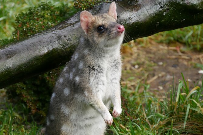1-Hour Tasmanian Devil Feeding Day Tour at Cradle Mountain - The feeding view: 360-degree access you can work with