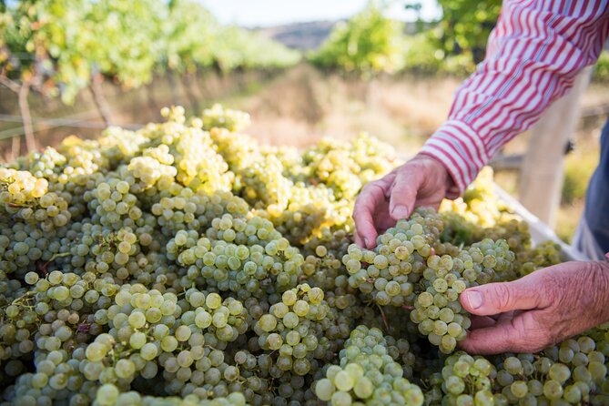 1 Hour Wine tasting at Ross Hill Wines in Orange NSW - What you taste: up to seven wines from Ross Hill, across whites, rosé, and reds