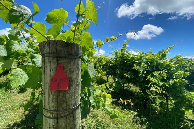 1 Hour Wine tasting at Ross Hill Wines in Orange NSW - Carbon Neutral winery: what it adds to your experience (and what it does not)