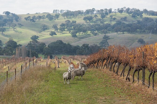 1 Hour Wine tasting at Ross Hill Wines in Orange NSW - Price and timing: getting $10.76 worth of wine time