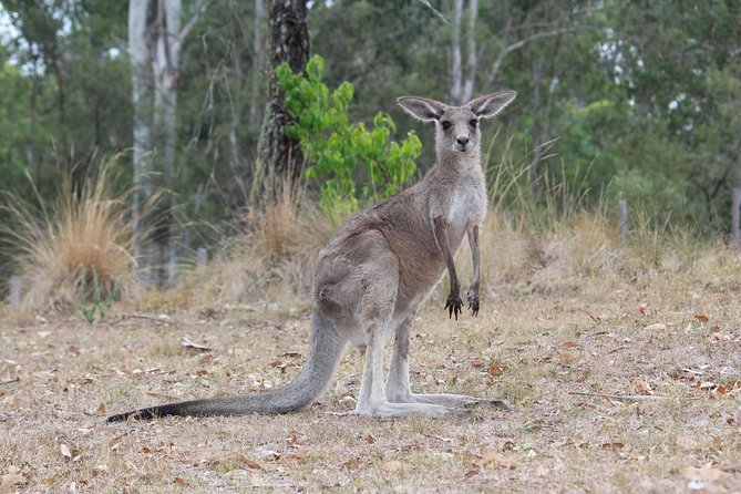 #1 Private Blue Mountains Tour by authentic story telling locals - Why this private Blue Mountains format feels easier than big buses