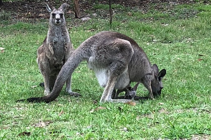 #1 Private Blue Mountains Tour by authentic story telling locals - Blue Mountains scenery: cliffs and waterfalls without feeling rushed