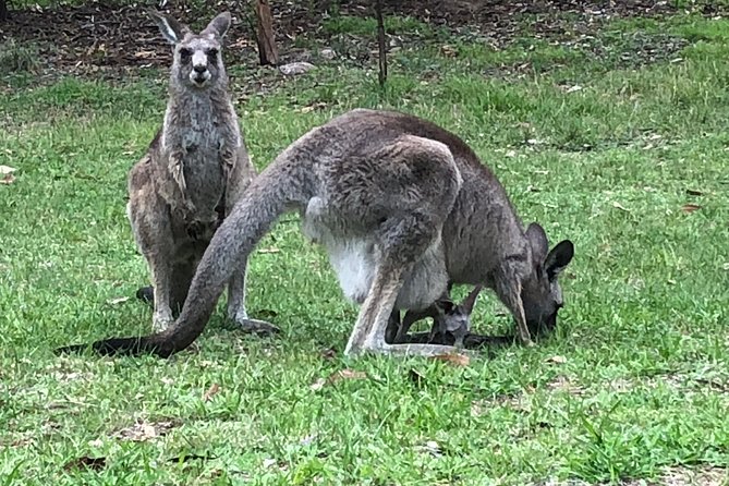 #1 Private Blue Mountains Tour by authentic story telling locals - Meals and the pace: breakfast and lunch included, alcohol extra