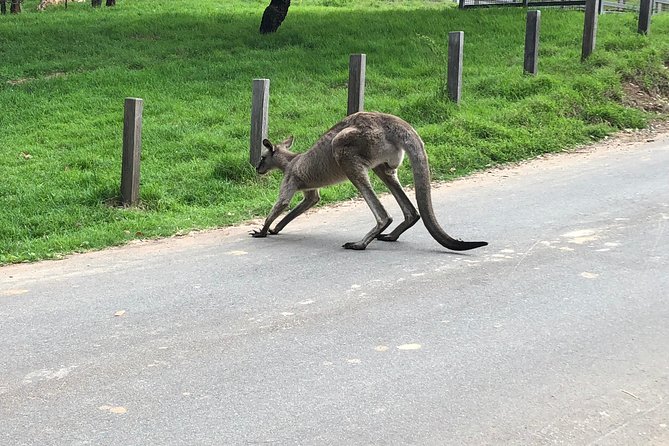 #1 Private Blue Mountains Tour by authentic story telling locals - Morning logistics: early start, but you’ll spend it well