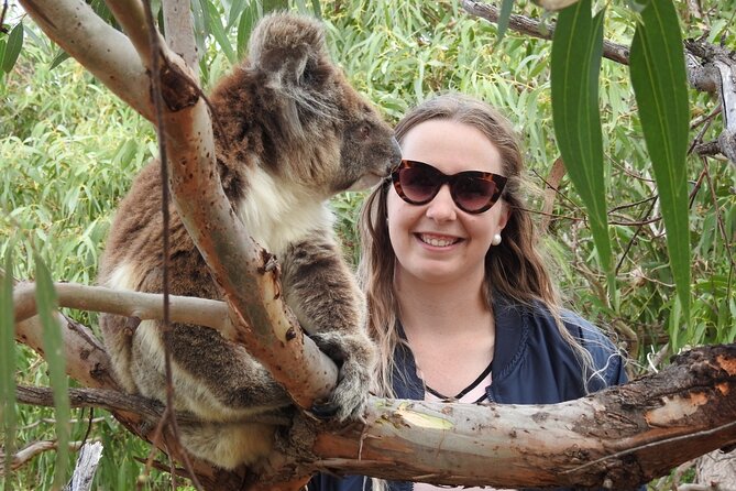 10-Day Perth to Adelaide Adventure Tour - Day 7–8: Sea lions at Point Labatt, possible ocean encounters, and koalas near Port Lincoln