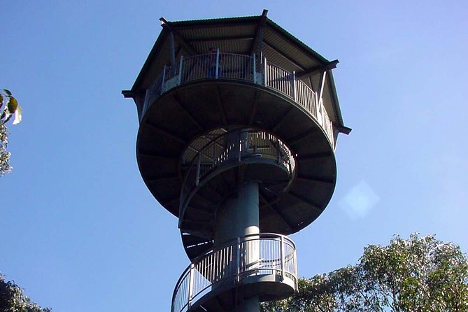 12 Apostles and Otway Fly Zipline Day Trip from Melbourne - Otway Fly Adventure: the zip-line part you came for