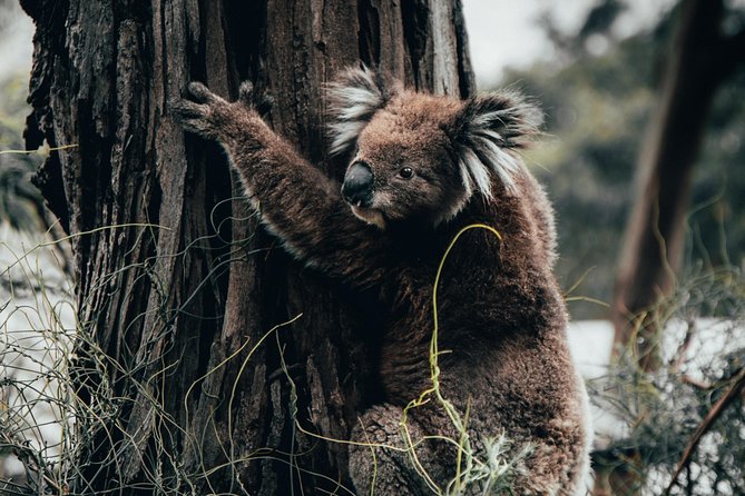 12 Apostles, Otways & Great Ocean Road Day Tour - Small Group - Quick hits before you go