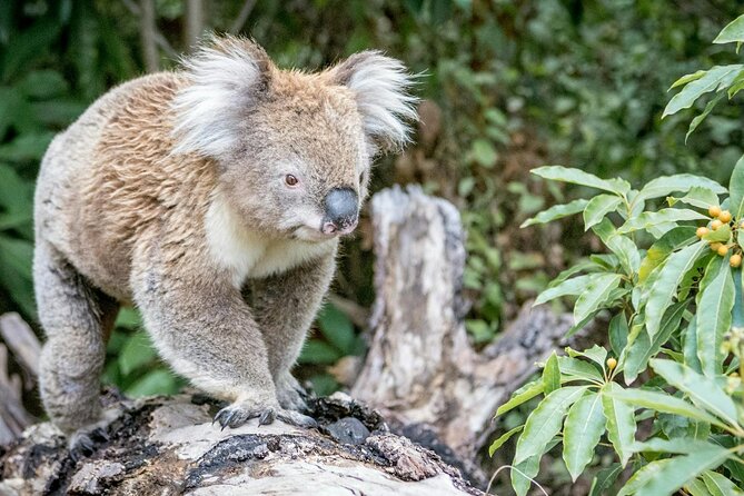 12 Apostles,Great Ocean Road Tour - hotel PICKUP & free entries - Mait’s Rest: the rainforest walk that actually feels like a walk