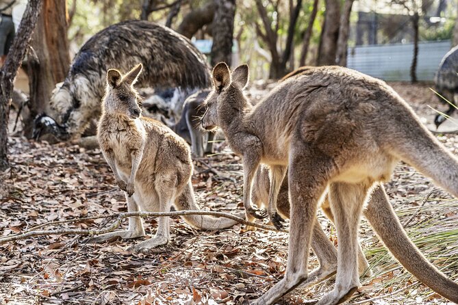 14 Day Tour from Sydney to Cairns Fraser Island and Whitsundays - Noosa National Park and Rainbow Beach: Sunshine Coast Switch (Day 6)