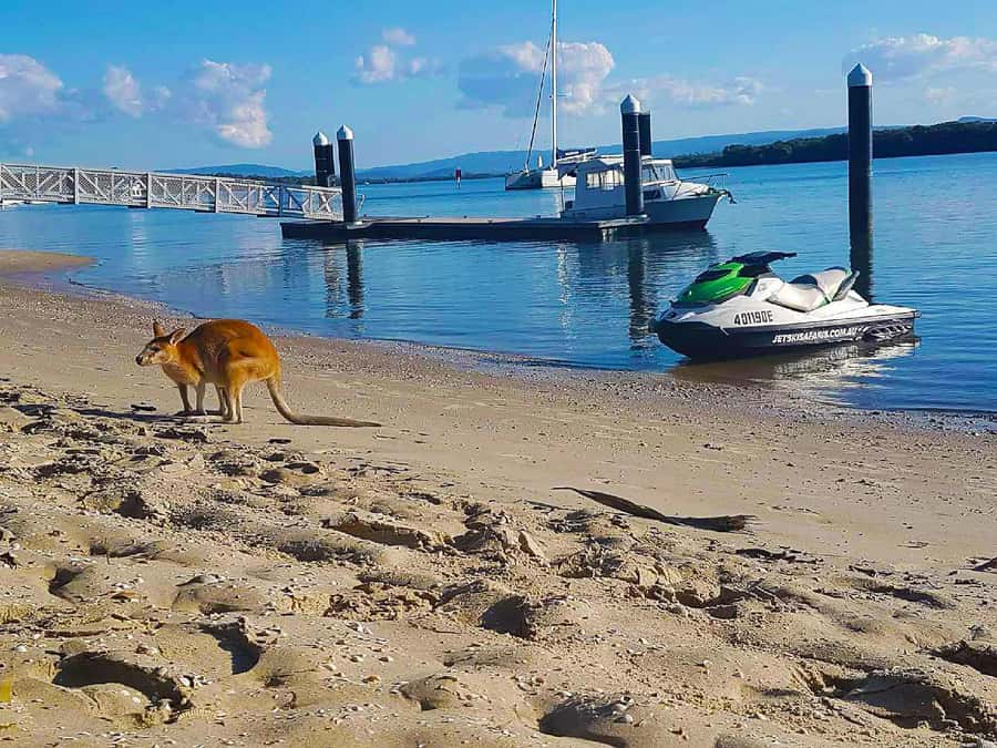 2.5-Hour Ultimate Jet Ski Safari to North Stradbroke Island - Quick takes before you go