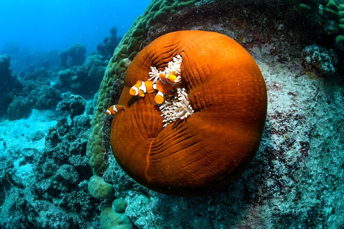 2 Day Great Barrier Reef, Daintree Rainforest & Cape Tribulation - Who This Tour Suits Best (and Who Might Want a Different Fit)