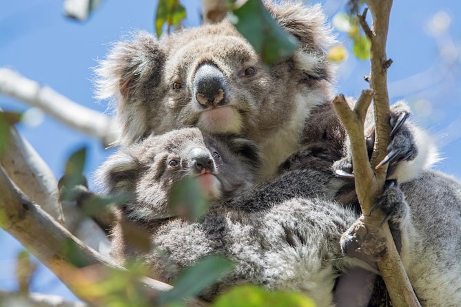 2-Day Great Ocean Road and Grampians Tour Roundtrip from Melbourne - The guide experience: how this tour stays engaging