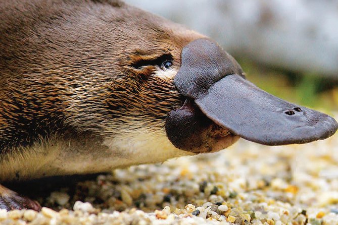 2 Day Great Ocean Road Tour and Platypus paddle - Quick take: what matters most on this 2-day Great Ocean Road + platypus tour