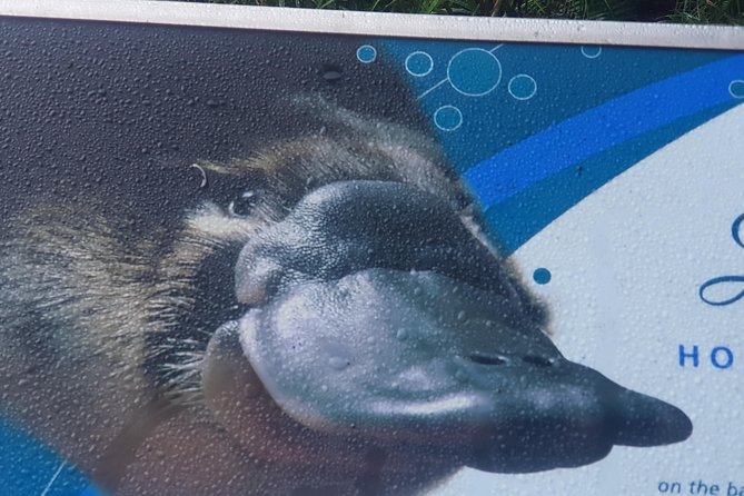 2 Day Great Ocean Road Tour and Platypus paddle - Otways dawn: the Lake Elizabeth platypus paddle you came for