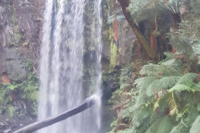 2 Day Great Ocean Road Tour and Platypus paddle - Day 2: Redwoods, Hopetoun Falls, then home to Melbourne